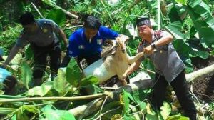 Heboh Video Aparat Berkopyah Selamatkan Kambing Tertimbun Longsor