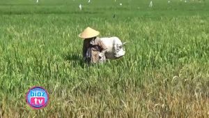 Dihantui Hama Jamur & Wereng, Petani Trenggalek Masih Mampu Surplus Produksi Padi