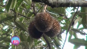 Keren, Petani Trenggalek Perbaiki Kualitas Buah Durian Dengan Cara Top Working