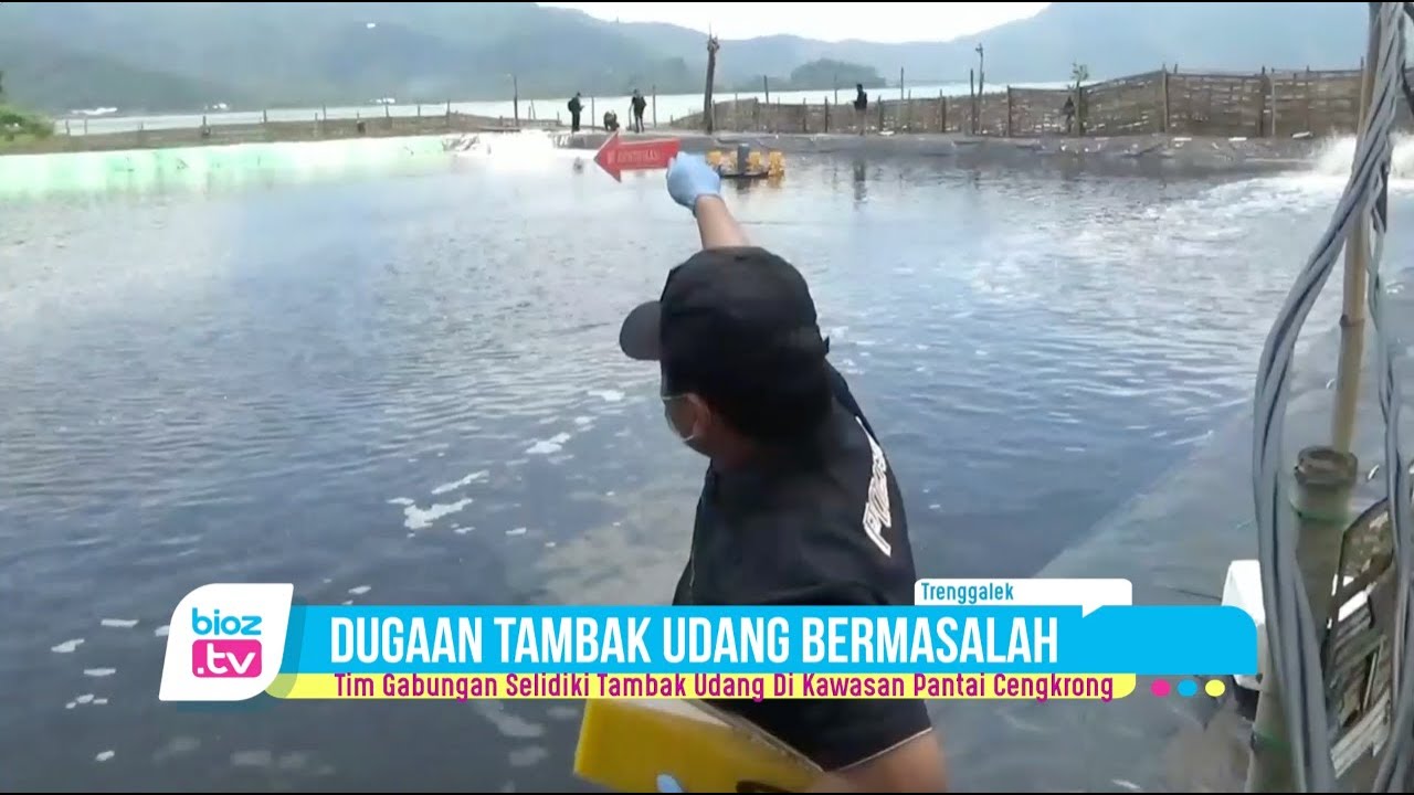 Diduga bermasalah, tambak udang yang ada di akwasan pesisir pantai cengkrong Kecamatan Watulimo Kabupaten Trenggalek diselidiki tim gabungan. Pasalnya, lokasi tambak tersebur berada di kawasan perhutani. Selain itu keberadaan tambak juga diduga menimbulkan pencemaran lingkungan.