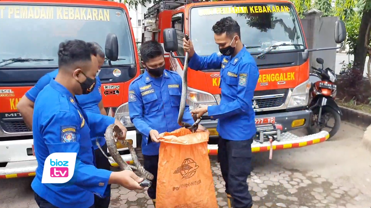 Bersarang dilingkungan sekitar Puskesmas Pogalan, dua ekor ular kobra akhirnya ditangkap dan dan diamankan petugas pemadam kebakaran (Damkar) Satpol-PP Kabupaten Trenggalek. Beruntung. selama ular bersarang disana tidak sampai menyerang petugas kesehatan, warga, maupun pasien yang di rawat.