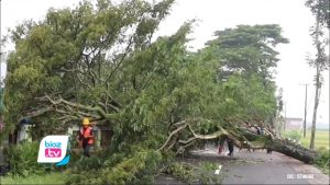 Tertimpa pohon tumbang saat melintas di di Jalan Raya Bendorejo, tepatnya di Desa Ngadirenggo, Kecamatan Pogalan, Trenggalek. Pedagang ikan asal Desa Nglinggis Kecamatan Tugu mengalami luka luka. Akibat kejadian ini yang bersangkutan harus menjalani perawatan di RSUD Dr.Soedomo Trenggalek.