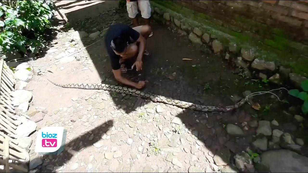 Geram hewan ternaknya sering menjadi santapan ular, puluhan warga Desa Senden, kecamatan kampak, Kabupaten Trenggalek ramai ramai buru ular Phiton yang masuk di kawasan permukiman. Menurut warga, dalam sebulan terakhir sudah ada puluhan hewan ternak yang dikabarkan hilang dan menjadi mangsa ular besar itu.