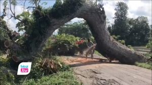 Pohon tua jenis Trembesi yang berusia sekitar 90 tahun di Desa Krandegan, Kecamatan Gandusari, Kabupaten Trenggalek tumbang melintang dan menutup badan Jalan Raya Gandusari-Pogalan. Beruntung tidak ada korban jiwa dalam kejadian ini, namun satu sepeda milik petani diketahui terjepit pohon yang tumbang.