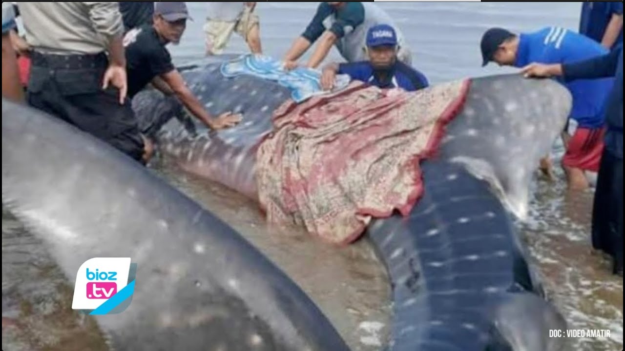 Seekor hiu paus sepanjang 7 meter diketahui terdampar di Pantai Gemawing, Desa Masaran, Kecamatan Munjungan, Kabupaten Trenggalek, Jawa Timur pada 24 Mei 2021. Akibat besarnya ukuran ikan ini membuat warga setempat kesulitan saat hendak mendorong agar bisa kembali berenang ke laut lepas.
