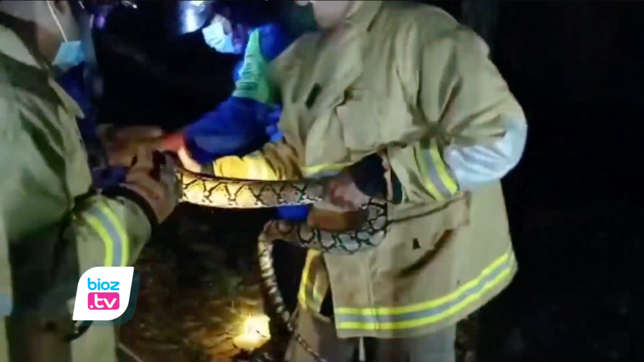 Masuk kawasan pemukiman warga Kelurahan Ngantru, Kecamatan Trenggalek, ular sanca sepanjang 2 meter akhirnya dijinakkan Tim Damkar Satpol-PP Kabupaten Trenggalek, Jawa Timur. Setelah berhasil dievakuasi dari atas pohon, selanjutnya ular tersebut diamankan petugas sebelum dikembalikan ke habitatnya.