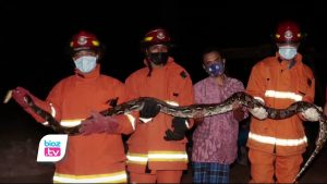 Masuk kawasan permukiman warga Desa Prambon, Kecamatan Tugu, ular python reticulatus atau yang biasa disebut sanca kembang akhirnya doburu tim Damkar Satpol-PP Kabupaten Trenggalek. Saat dievakuasi, ular tersebut bersembungi dibalik tumpukan batu yang ada di samping kandang ternak milik warga.