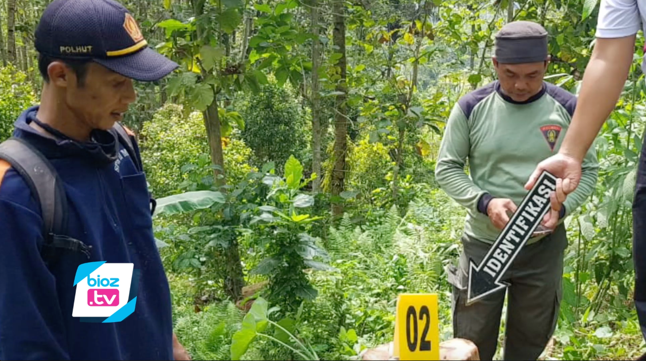 Satu rekannya meninggal akibat terjatuh saat hendak angkut kayu Sono hasil pembalakan liar di kawasan Perhutani Masuk Desa Sukosari, Kecamatan Trenggalek, 3 Pelaku pembalakan liar akhirnya menyerahkan diri ke Polisi. Akibat kejadian ini ketiganya harus mempertanggung jawabkan perbuatannya dibalik jeruji besi.