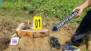 Terjatuh saat hendak angkut kayu jenis sono dari hutan menggunakan motor, seorang pria asal Kecamatan Pogalan, Kabupaten Trenggalek meninggal dunia. Kejadian ini diketahui di kawasan Perhutani masuk Desa Sukosari, Kecamatan Trenggalek. Saat menebang kayu tersebut, korban tidak sendirian, tapi bersama 3 rekan lainnya.