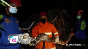 Mangsa ayam ternak warga di Desa Rejowinangun, Kecamatan Trenggalek, ular phyton sepanjang 3 meter akhirnya jadi buruan tim pemadam kebakaran (Damkar) Satpol-PP Kabupaten Trenggalek. Saat dilakukan penangkapan padamalam hari, ular tersebut diketahui sembunyi di kandang ayam dan sudah memakan 2 ekor ayam.