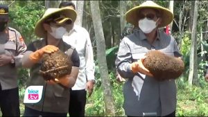 Ikuti langsung proses panen raya porang di Kecamatan Pule, Kabupaten Trenggalek, Jawa Timur, Wakil menteri pertanian RI tekankan pentingnya hilirisasi produk porang di Indonesia. Sehingga, porang hasil panen petani ini bisa terserap lebih maksimal dengan harga jual yang relatif stabil.