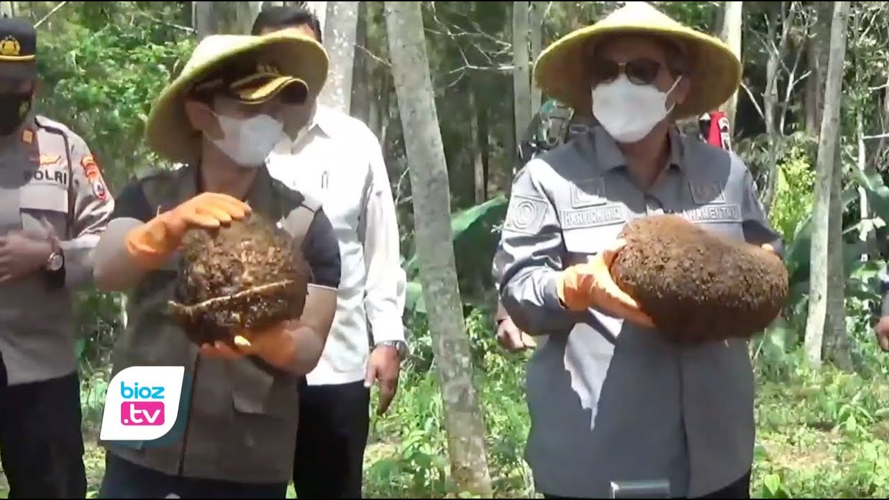Ikuti langsung proses panen raya porang di Kecamatan Pule, Kabupaten Trenggalek, Jawa Timur, Wakil menteri pertanian RI tekankan pentingnya hilirisasi produk porang di Indonesia. Sehingga, porang hasil panen petani ini bisa terserap lebih maksimal dengan harga jual yang relatif stabil.