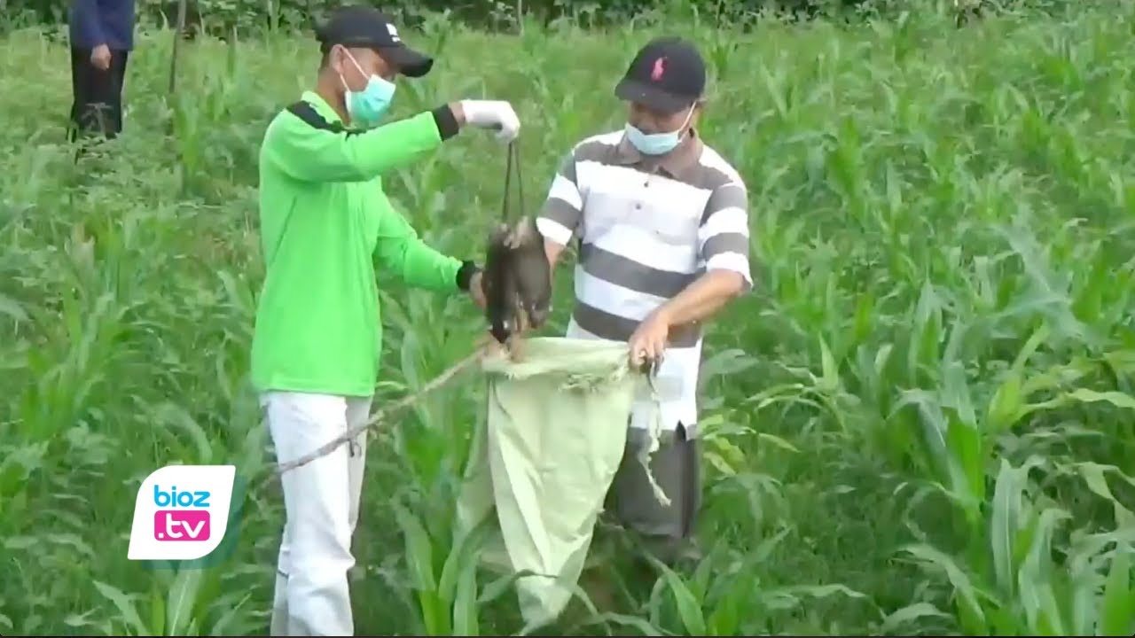 Galakkan pemberantasan hama tikus dilahan pertanian warga, Pemerintah Desa Salamrejo, Kecamatan Karangan, Kabupaten Trenggalek sayembarakan penangkapan tikus. Meraka yang berhasil menangkap Tikus dari lahan pertanian dan membawa bangkainya ke Balai Desa diberikan hadiah berupa uang tunai.