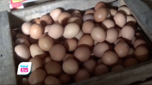 Mulai banyak restoran dan rumah makan di kota kota besar yang kembali buka, harga telur di pasar tradisional Kabupaten Trenggalek, Jawa Timur ikut merangkak naik. Kenaikan harga ini terjadi hampir setiap hari. Hingga awal bulan November ini, harga telur sudah tembus 20 ribu rupiah per kilogramnya.