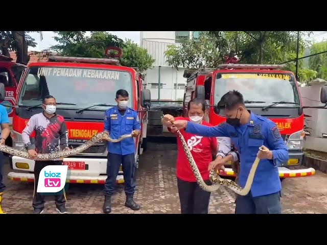 Masuk kawasan perumahan warga Desa Srabah, Kecamatan Bendungan, Kabupaten Trenggalek, Jawa Timur. Dua ekor ular piton sepanjang hampir 5 meter diamankan Tim Wisanggeni Satpol PP dan Damkar Trenggalek.