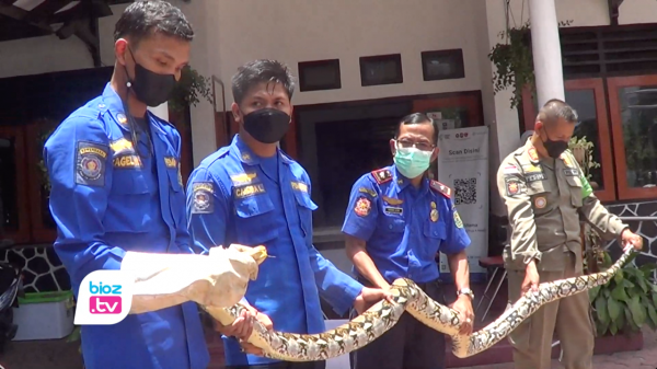 Incar Ternak Warga Phyton 5 M & Tapak Angin Jadi Sasaran WIsanggeni SatpolPP Trenggalek