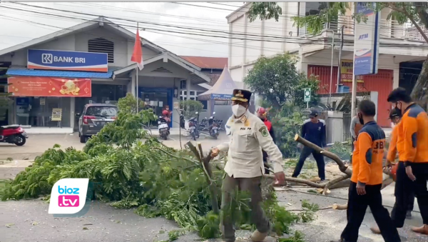 Mitigasi Bencana Saat Hujan & Angin Kencang, Pohon Pinggir Jalan di Trenggalek Dirampingkan