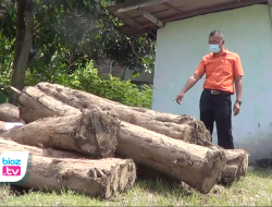 Pasca Digrebek Warga, Belasan Potong Sono Keling Usia 20 Tahunan Diamankan BKPH Karangan