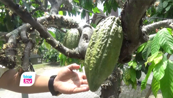 Produktifitas Kakao Masih Rendah, Rumah Cokelat Trenggalek Belum Bisa MoU Ekspor ?