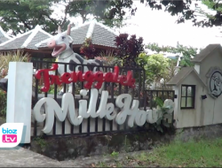 Rumah Susu di Trenggalek, Jadi Rujukan Nyusu Asik DItengah Kota