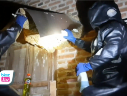 3 Bulan Numpang di Rumah Warga, Sarang Tawon Vespa Raksasa Jadai Sasaran Tim Damkar Trenggalek