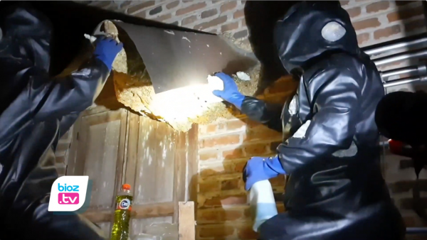 3 Bulan Numpang di Rumah Warga, Sarang Tawon Vespa Raksasa Jadai Sasaran Tim Damkar Trenggalek