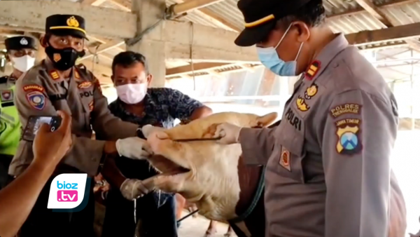 Deteksi Penyebaran Virus PMK, Kandang Sapi Warga Trenggalek Jadi Sasaran Pemeriksaan
