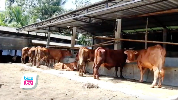 Konsumsi Daging Hewan Terjangkit PMK, Pahami Cara Mengolah & Menyimpan Biar Aman