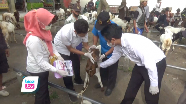 Wabah PMK Serang Ternak di Jatim, Sejumlah Hewan di Pasar Trenggalek Jadi Sasaran Pemeriksaan