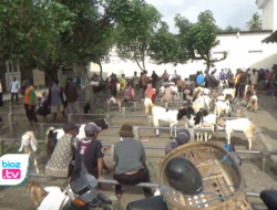 Wabah Virus PMK Pada Hewan Ternak, Pahami Ciri Ciri & Cara Penanganannya Berikut