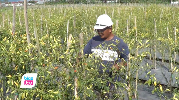 Harga Sepedas Rasanya, Petani Cabai di Trenggalek Tersenyum Nimati Cuan Berlipat