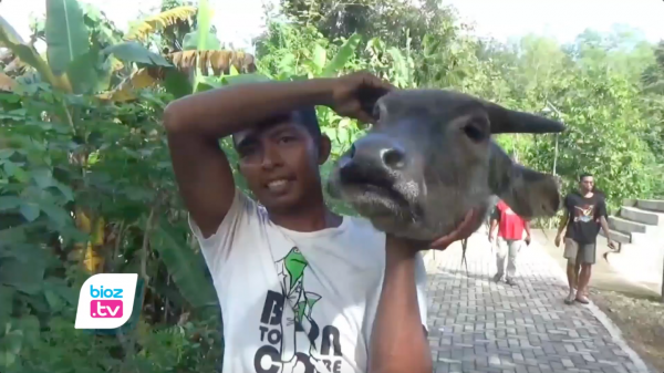 Kembali Meriah, Warga Asik Nikmati Momen Berebut Kepala Kerbau Nyadran Dam Bagong Trenggalek