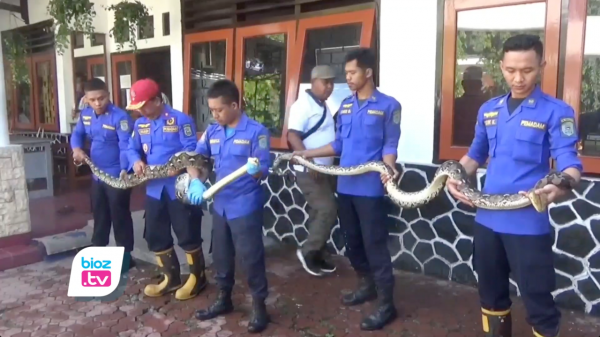 Menyelinap & Mangsa Ternak Warga, 2 Ekor Ular Phiton Dievakuasi Satpol PP Trenggalek