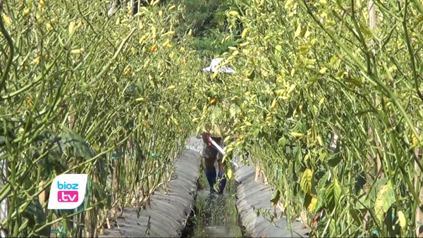 Tanaman Diserang Hama, Petani Cabe di Trenggalek Luput Dari Perhatian DInas Pertanian ?