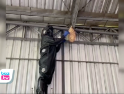 Bersarang di Tempat Usaha Batik, Tawon Vespa Kembali Jadi Sasaran Evakuasi Damkar Trenggalek