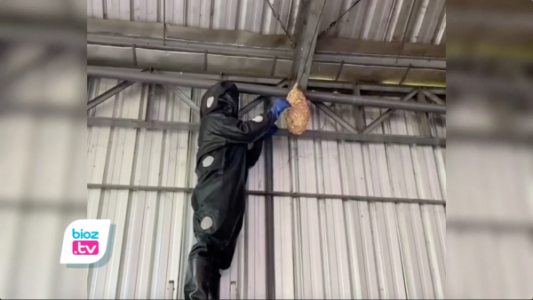 Bersarang di Tempat Usaha Batik, Tawon Vespa Kembali Jadi Sasaran Evakuasi Damkar Trenggalek