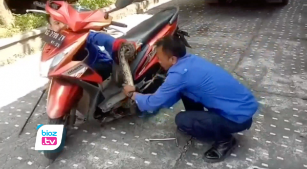 Motor Emak Emak jadi Sarang Ular Phyton, Pemilik Auto Minta Bantuan Damkar Satpol-PP Trenggalek