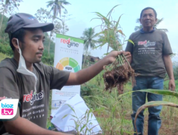Gandeng Bumdesma, Kalbe Farma Dongkrak Produktivitas Petani Jahe Merah di Trenggalek