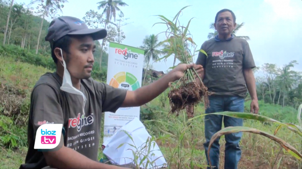 Gandeng Bumdesma, Kalbe Farma Dongkrak Produktivitas Petani Jahe Merah di Trenggalek