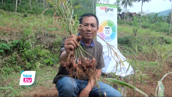 Intip Negeri Jahe Merah di Trenggalek, Petani Bisa Raup Untung bersih 8 Jutaan Per Hektare