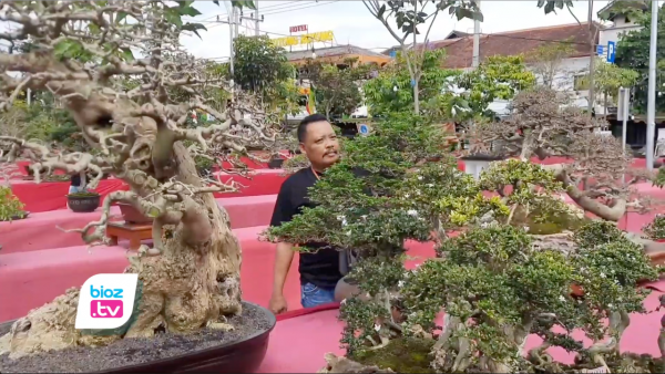 Ratusan Bonsai Pilihan Dari Jawa Tengah & Jawa Timur Hiasi Halaman pasar Pon Trenggalek