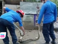 Mangsa Ternak & Masuk Permukiman di Trenggalek, Selama 2 Minggu 6 Ekor Ular Diamankan Damkar