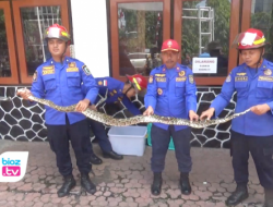 Masuk Permukiman Warga Surodakan Trenggalek, Ular Piton Sepanjang 2,5 Meter Jadi Buruan Damkar