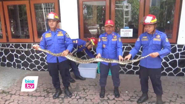 Masuk Permukiman Warga Surodakan Trenggalek, Ular Piton Sepanjang 2,5 Meter Jadi Buruan Damkar