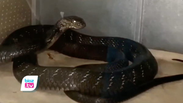 Digigit King Cobra 4,5 M Peliharaan Sendiri, Pawang Ular Asal Gandusari Trenggalek Meninggal