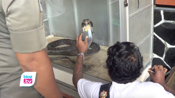 Evakuasi 2 King Cobra Pasca Gigit Tuannya, Tim Panji Petualang Datang Langsung Ke Trenggalek