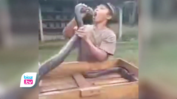 Pasca Patok Tuannya Hingga Meninggal, 2 King Cobra Jawa Akan Diserahkan ke Kebun Binatang