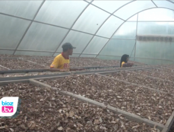 Gara Gara Ini, Jahe Merah Beli Dari Petani 7 Ribu, Bisa Dijual Kering Ke Perusahaan 80 Ribu Per Kg