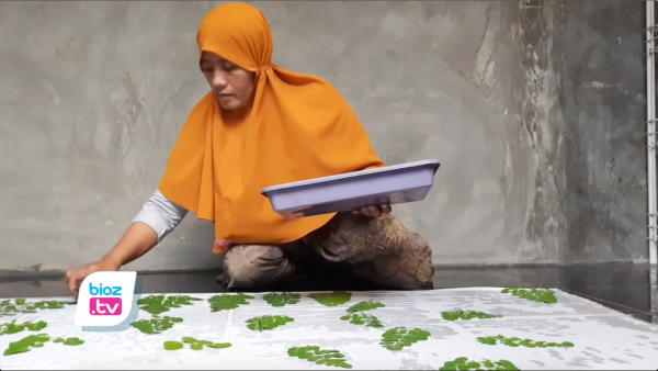 Mengintip Cara Produksi Kain & Busana Ecoprint di Trenggalek, Daun Sekitar Rumah Jadi Berkah