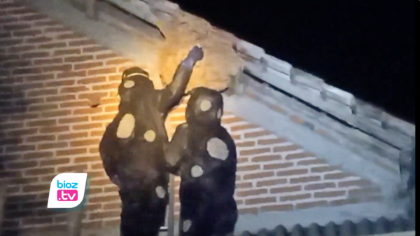 Dievakuasi Tim Damkar Trenggalek, Tawon Vespa Jumbo di Rumah Warga Durenan Serang Balik Petugas